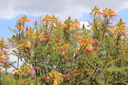 Barba de chivo es una planta rústica y su bajo requerimiento de riego