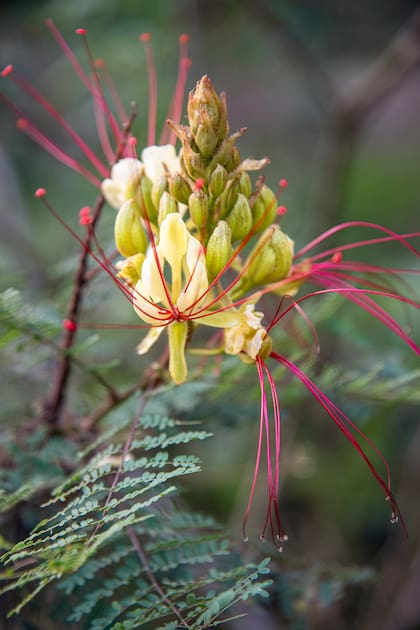 Barba de chivo es una planta valiosa para quienes buscan un jardín con movimiento y biodiversidad