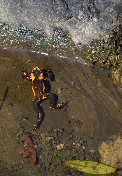 Sapito panza roja (Melamophryniscus rubriventris)