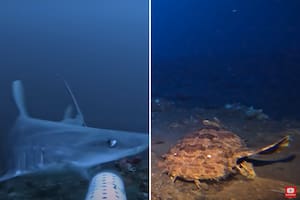 Barney Dillarstone pudo ver una fantástica cantidad de peces, pulpos de aspecto extraño y algunos tiburones aterradores (Foto: Captura YouTube @barnydillarstone )