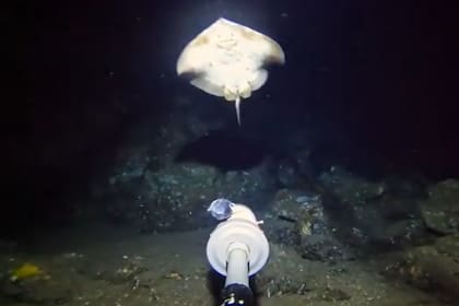 Barny Dillarstone es muy popular en YouTube por sus videos bajo el mar (Captura: Youtube Barny Dillarstone)