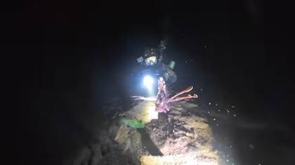 Barny se sumergió hace tres meses en el mar de Bali a la "hora de las brujas" y descubrió un lecho marino lleno de vida