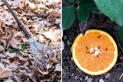 Barrar hojas secas y llevarlas al compost o para usar como cobertura orgánica y proteger a las plantas de las hormigas con naranjas, dos actividades jardineras bien necesarias en otoño.