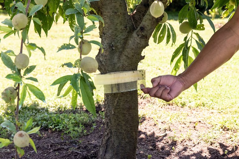 La barrera antihormigas debe cambiarse dos veces al año. Foto: Inés Clusellas