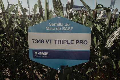 BASF ofrece un portfolio de soluciones que conectan su semilla propia, herbicidas con distintos sitios de acción y herramientas digitales para cada etapa de la campaña.