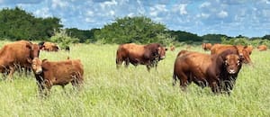 En dólares corrientes, el precio del ternero para invernada es el más alto de la historia