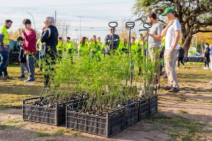 Baum cuenta con un equipo de voluntarios remunerados; en 2022, plantaron 40.000 algarrobos y este año esperan llegar a los 60.000