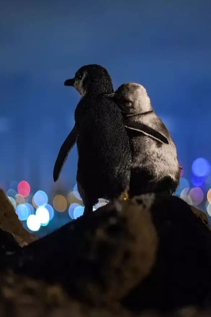 Baumgaertner tomó la foto en 2019 y, en la publicación, explicó que se trataba de dos pingüinos que parecían haber perdido a sus parejas recientemente
