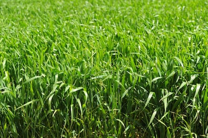 Bayer apuesta a reforzar el acompañamiento al productor