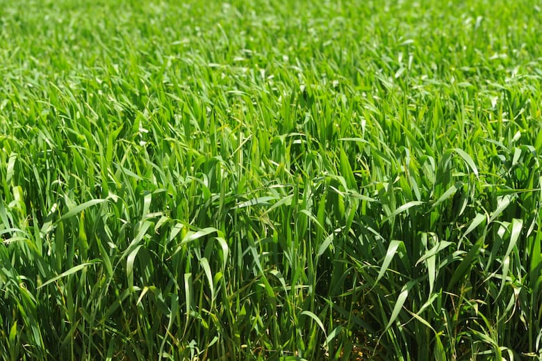 La campaña de trigo entra en una etapa decisiva: genética, sanidad y manejo fino marcarán la diferencia
