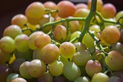 Las uvas aportan muchas calorías, pero también numerosos minerales. 