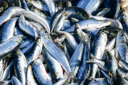 Además de saludables, las sardinas son baratas. 