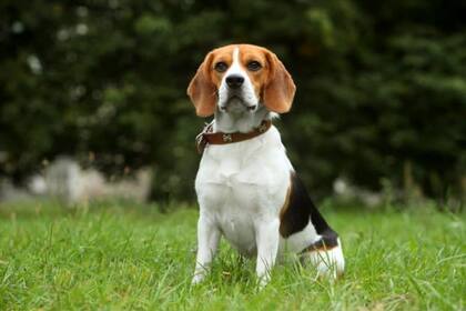 Beagle