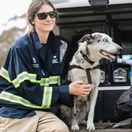 Bear fue rescatado de las calles y trasladado al centro de entrenamiento de perros para la conservación de la Universidad Sunshine Coast