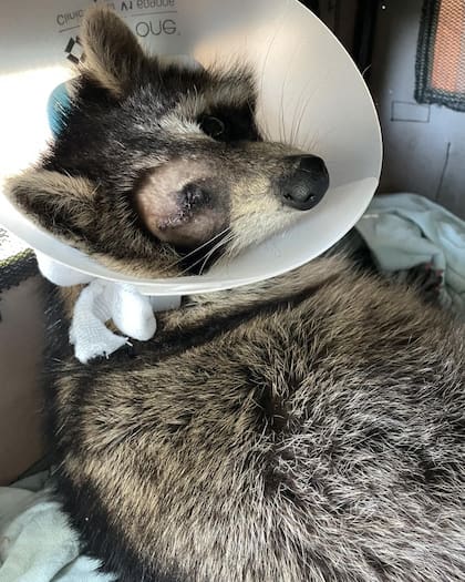 Beasley luego de su cirugía ocular.