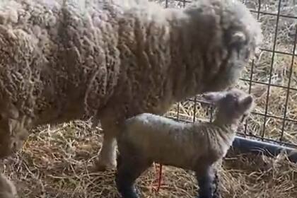 Beau fue abandonado por su mamá a poco de nacer y encontró el amor en Max