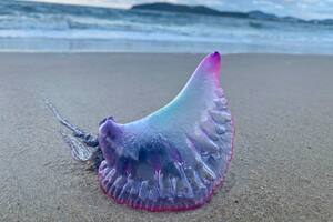 BEAUTIFUL JELLYFISH CARAVEL PORTUGUESE IN THE SAND, SOUTHERN BRAZIL - DECEMBER, 2020