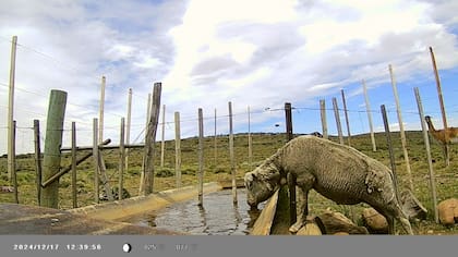 Bebederos de ovejas con los alamrados elevados a más de dos metros que impiden el ingreso a guanacos