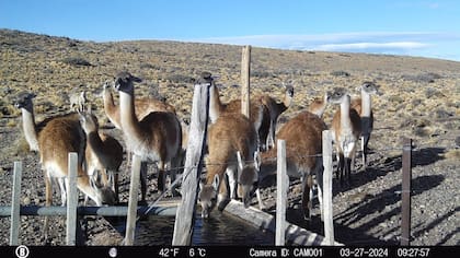 Bebederos de ovinos ocupados por guanacos, noroeste de Santa Cruz.