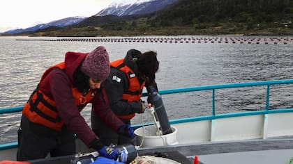 Becarias integrantes del equipo que realiza el estudio en cercanías de Almanza colectan las muestras de agua del Canal de Beagle para su posterior análisis en laboratorio. Gentileza Cadic- Conicet