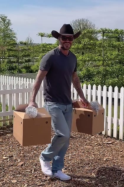 Beckham carga
las cajas con
moños blancos
mientras entra al
gallinero que tiene
en su finca de los
Cotswolds