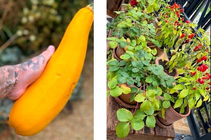 Beckham suele mostrar lo más sorprendente de sus cosechas en su cuenta de Instagram