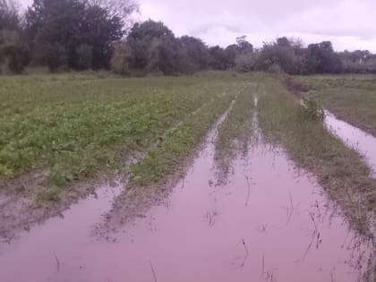 Beckmann resaltó: “Todo quedó bajo agua durante días y eso termina destruyendo la producción"