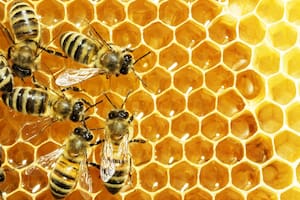 Beeflow es una startup que aplica tecnología en la polinización de las abejas