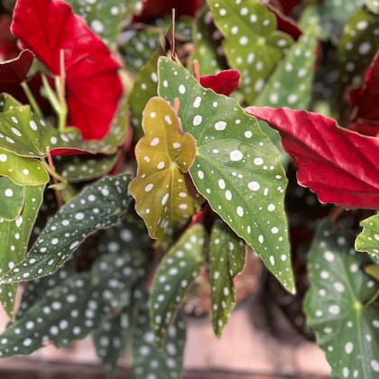Begonia Maculata