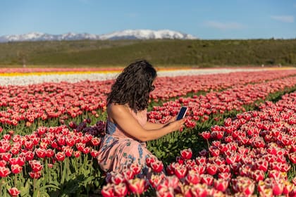 Belén vino especialmente de Futaleufú, Chile, para apreciar los tulipanes en flor.