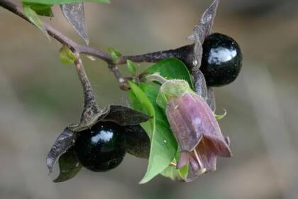 Belladonna creció desde el Renacimiento en jardines botánicos medicinales, donde se estudiaban plantas de alta toxicidad controlada