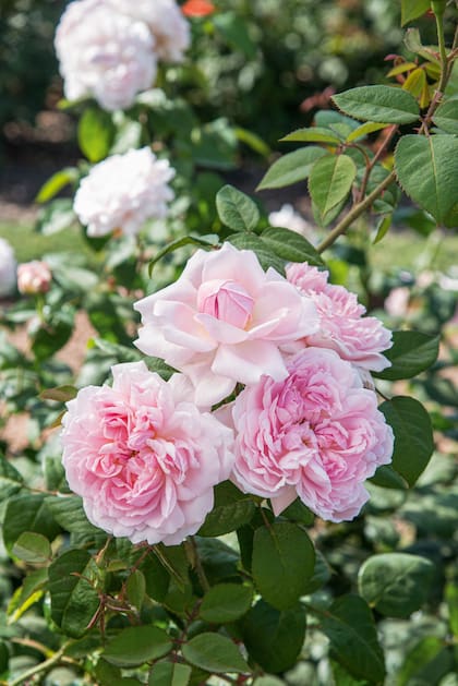 Belleza ornamental y beneficios antioxidantes, todo en una misma flor