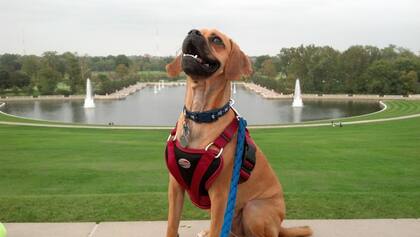 Bellmer comenzó su travesía el 1 de mayo, en homenaje del cumpleaños de Slinky (Facebook: Slinky Bellmer)