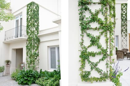 Bellos dibujos trepadores de la Akebia quinata.