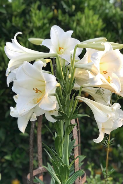 Bellos ejemplares de Lilium candidum, reflejando los rayos de sol y animando un jardín en invierno