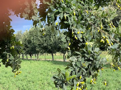 Bellotas en el campo del productor