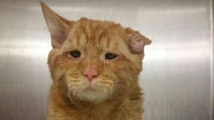 Ben Ben apenas llegó al refugio