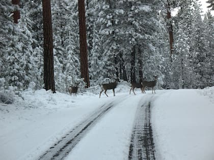 Bend es uno de los destinos ideales para los amantes de las aventuras al aire libre (Facebook/ U.S. Forest Service-Deschutes National Forest)