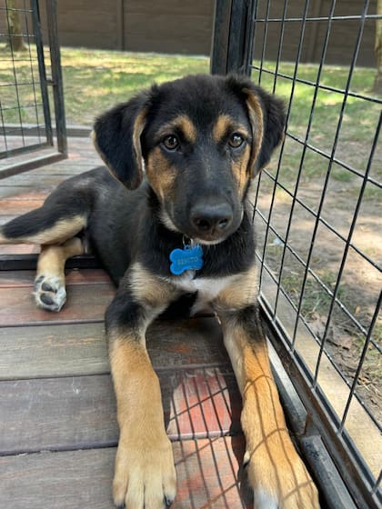 Benito busca una familia que lo adopte con el corazón.