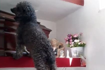 Benito, el caniche que visitó a su dueña en el cementerio y emociona a miles de personas en Twitter