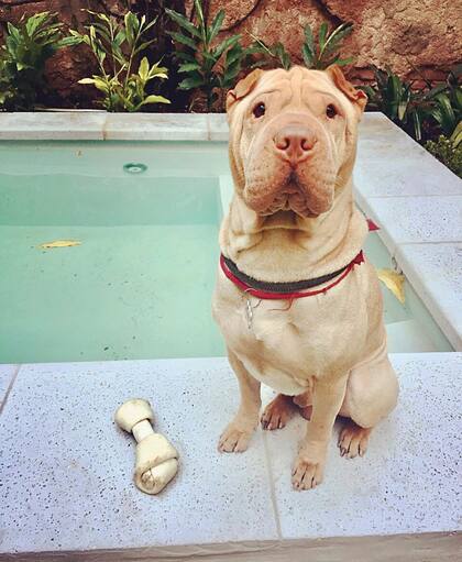  José Antonio, su perro, es todo un “hit” en las redes sociales del diseñador.