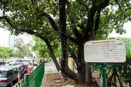 La magnolia es un género con alrededor de 120 especies de plantas de la familia de las Magnoliáceas