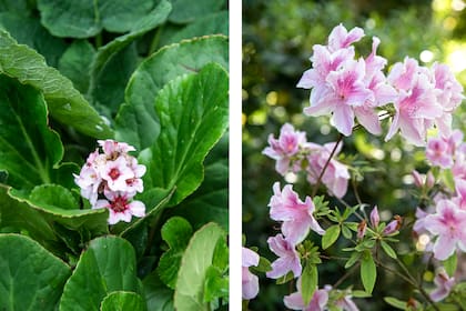 Bergenia crassifolia y Rhododendron indicum, dos especies que se sienten cómodas en la sombra
