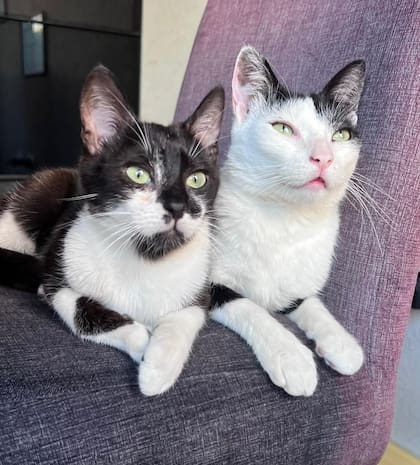 Berlín e Higo, amigos inseparables.