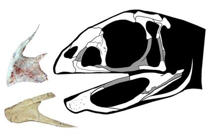 Berthasaura tenía un pico córneo, sin dientes, con una lámina ósea bien desarrollada en el arco superior, diferente a todas las especies encontradas en el país hasta la fecha