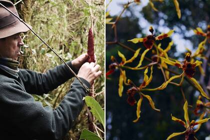 Betancur viaja a la selva atraído por bromelias. Castro lo hace por las orquídeas (derecha).