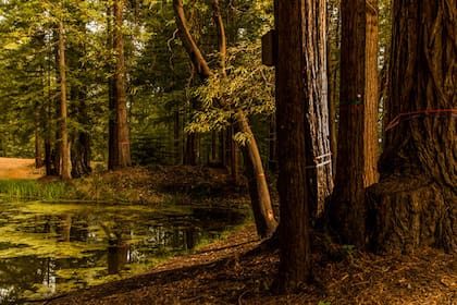 Los árboles que están disponibles están señalizados con una cinta alrededor