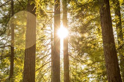 Better Place es una empresa emergente de California que busca “rediseñar la experiencia del fin de la vida” al convertir a los árboles en las nuevas tumbas. Ya hay unos 6000 árboles disponibles en un bosque de 32 hectáreas