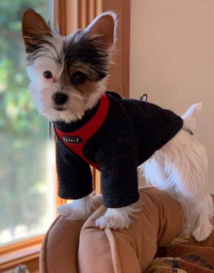 Biewer terrier es un perro amigable y juguetón