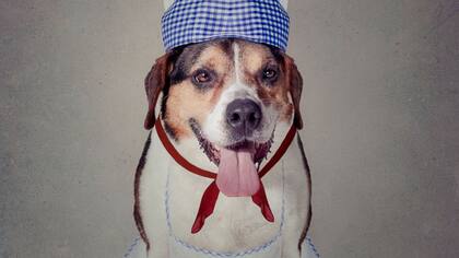 Big Dave, el perro chef